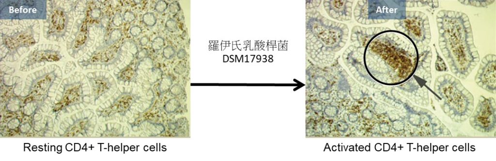 寶乖亞 - 羅伊氏乳酸桿菌 DSM 17938 - 提升免疫力 2